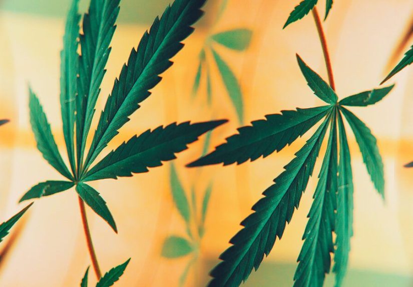 The Difference Between CBD and THC