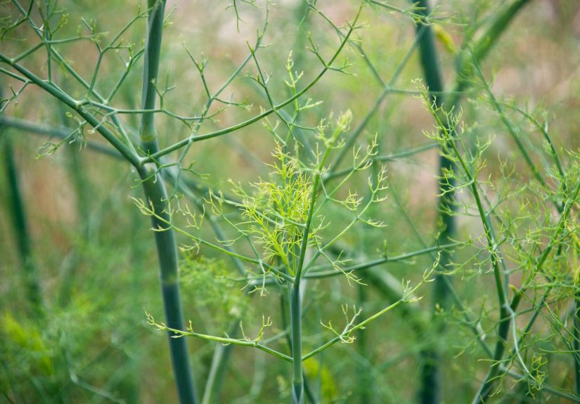The Long, Ancient History of Dill Weed
