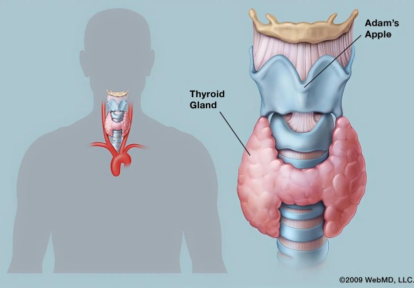 Thyroid Disease: Symptoms, Causes, Types, and Treatment
