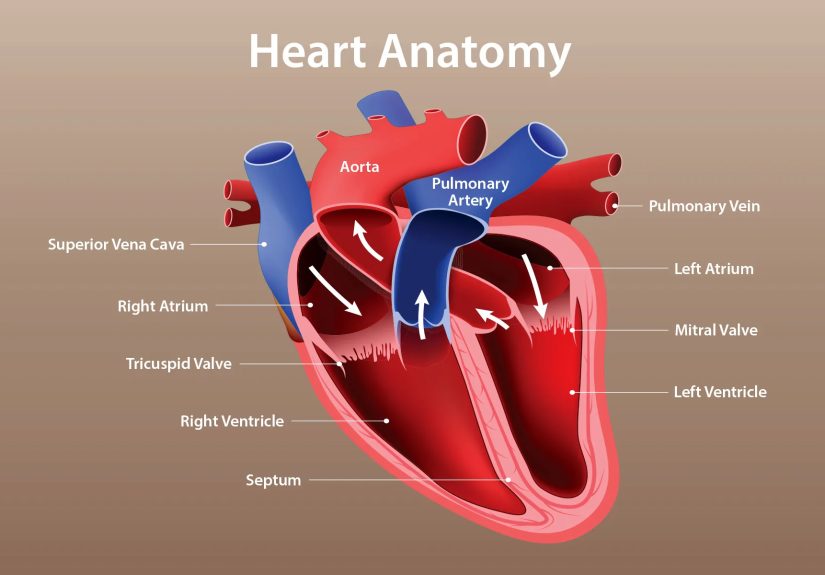 Understanding Symptoms of Different Types of Heart Disease