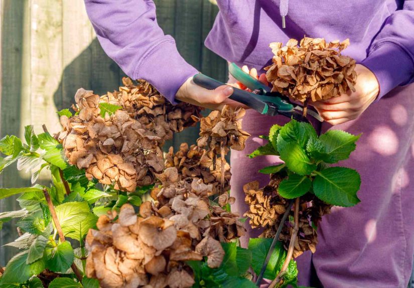 Why You Should Never Prune Hydrangeas in Fall