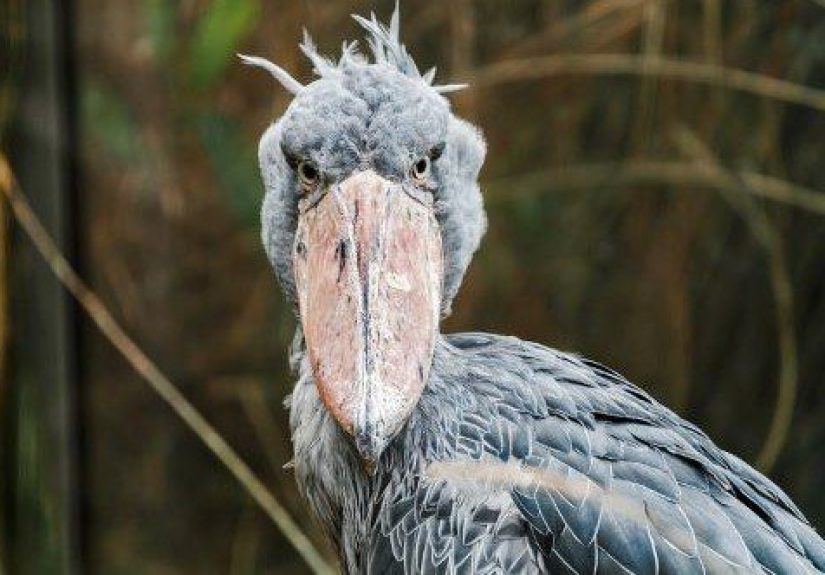 10 Animals That Use Waste to Survive and Thrive in Their Habitat