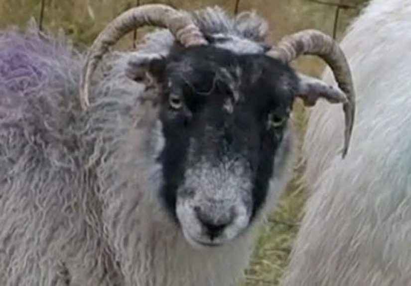 10 Unusual Stories And Studies Involving Sheep