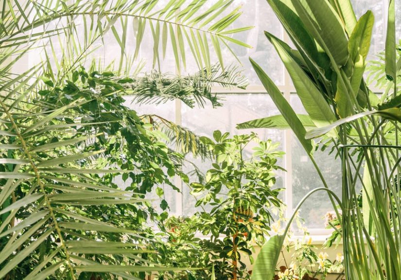 12 Tropical Houseplants That Can Flourish Well Indoors