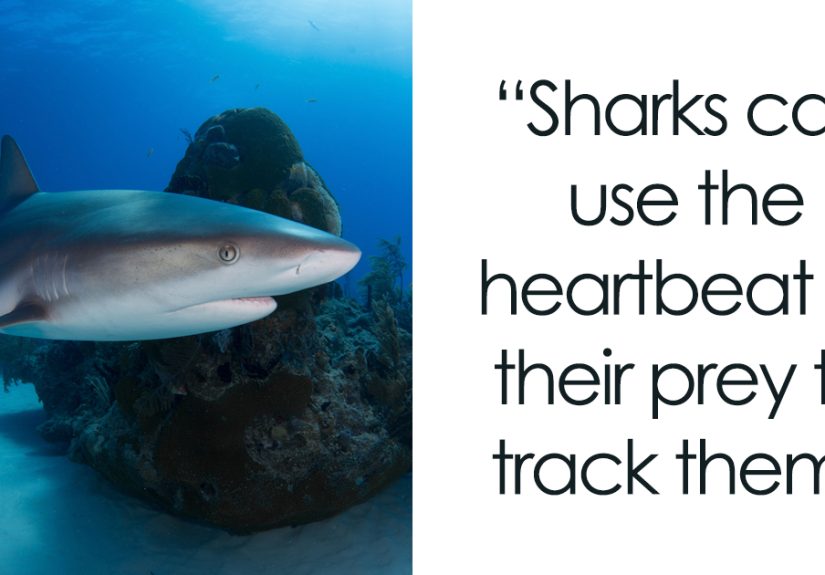 151 Crazy Facts About Sharks You Probably Didn’t Know
