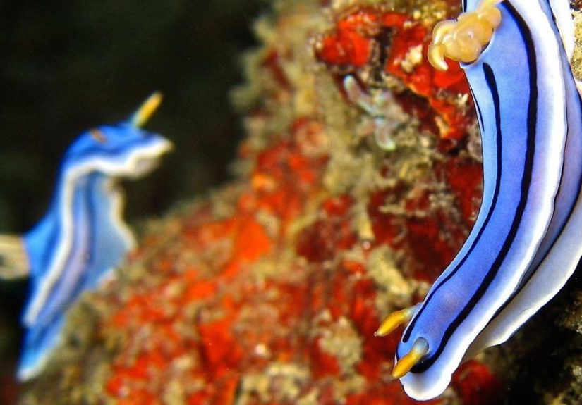 21 Of The Most Poisonous Sea Creatures and Deadly Ocean Animals