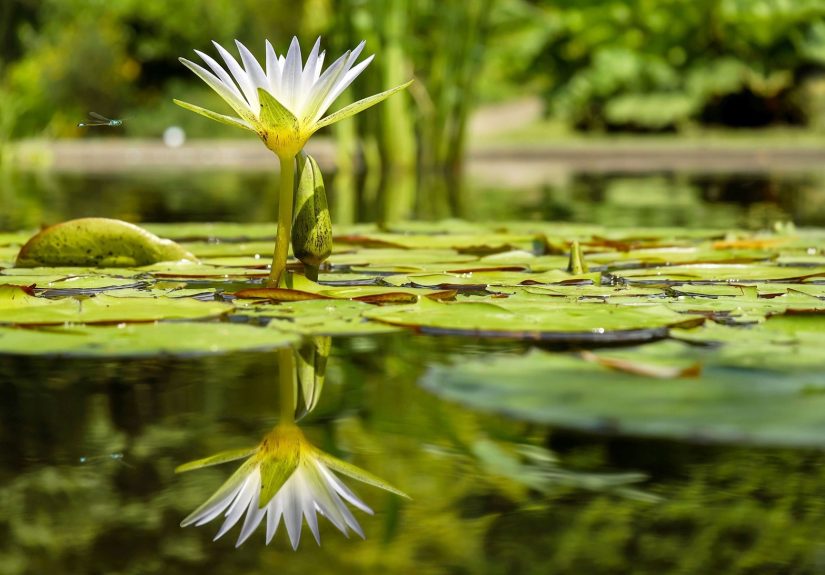 3 Ways to Get Rid of Algae in Ponds