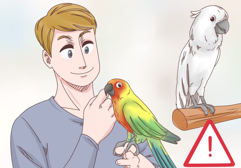 3 Ways to Treat Psittacine Beak and Feather Disease in Cockatoos