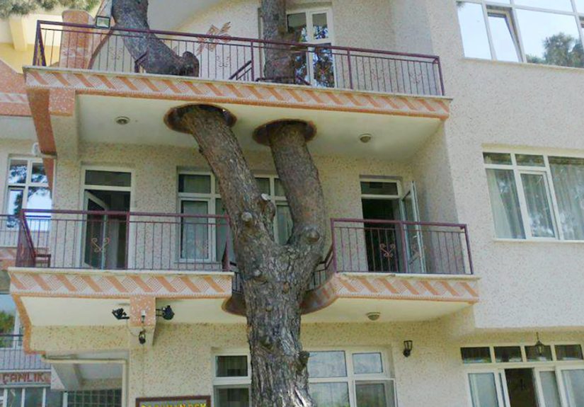 34 Clever Buildings Whose Architects Refused To Cut Down Local Trees
