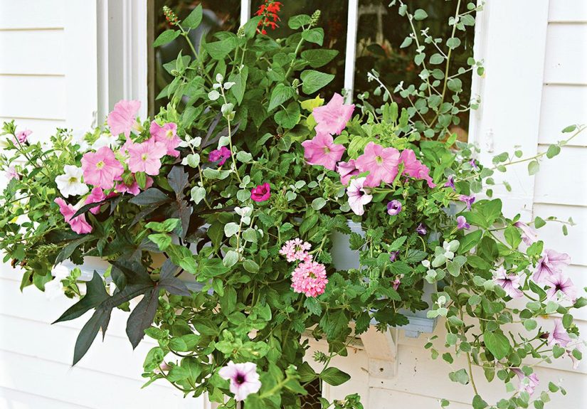 36 Container Garden Ideas for a Gorgeous Display