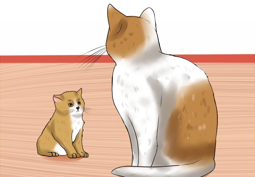 4 Ways to Break Up a Cat Fight