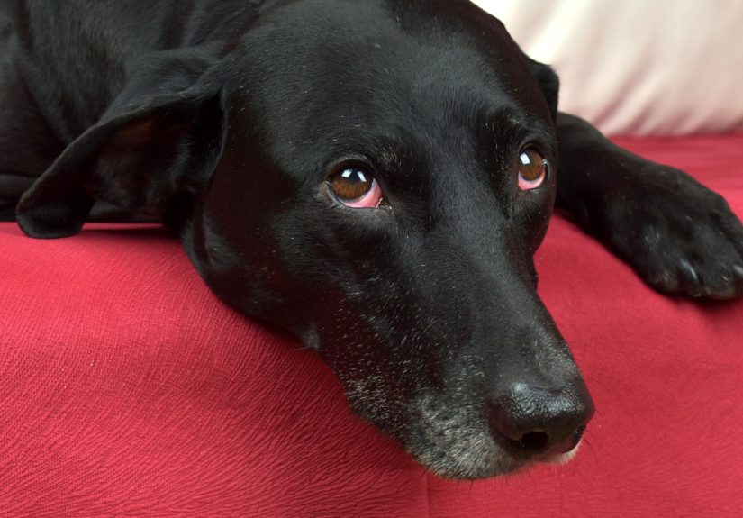 4 Ways to Cut a Dog's Nails Without Clippers