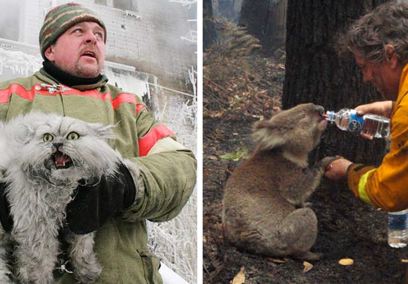 48 Firefighters Who Risked Their Lives To Save Animals