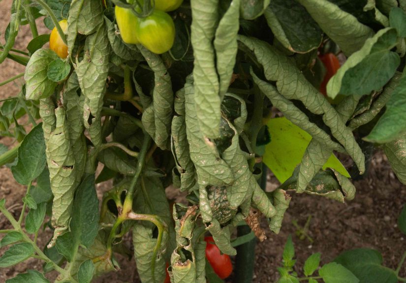 5 Reasons Your Tomato Plant Is Wilting and How to Fix It