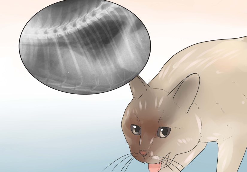 5 Ways to Help Your Cat Breathe Easier