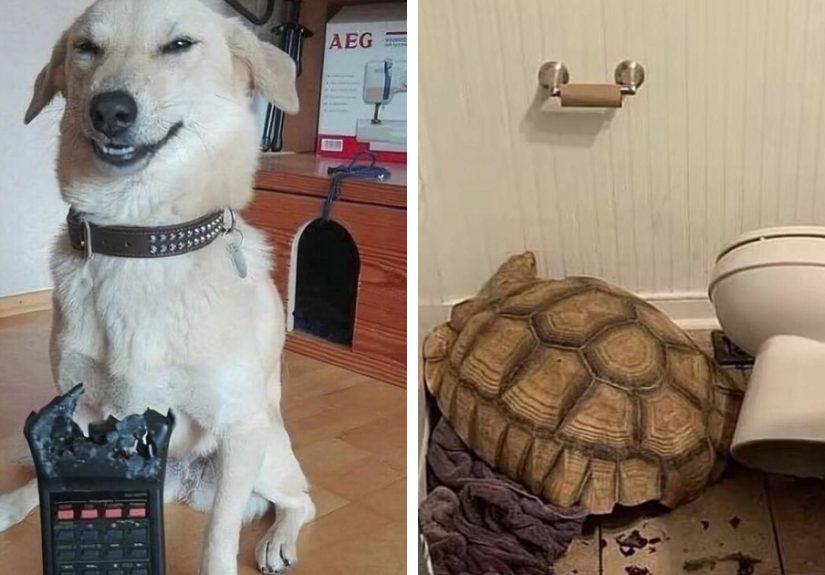 50 Hilarious Animals Who Lost The Plot And Got Caught Going “Goblin Mode”