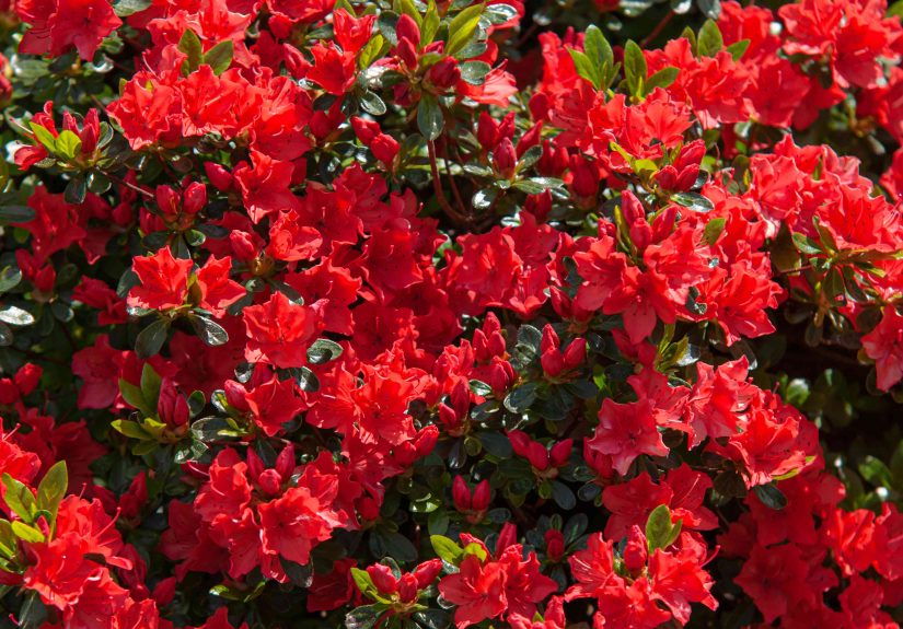 60 Types of Red Flowers Sure to Make a Statement