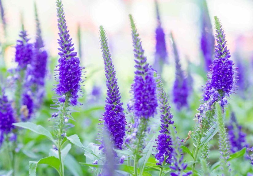 7 Perennials You Should Plant This Fall for a Beautiful Garden This Spring