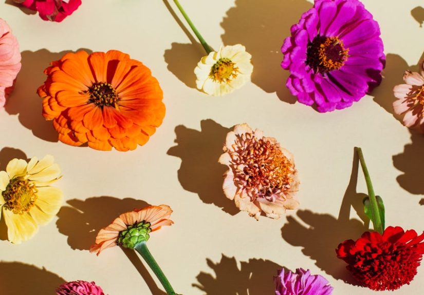 85 Special Flower Meanings and Symbolism