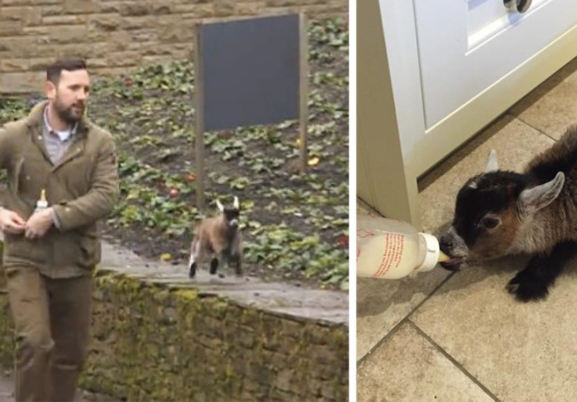 Baby Goat Rejected By His Mom Becomes Best Friends With A Human