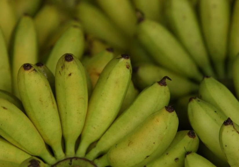 Banana Fruit Description