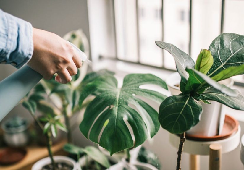 Best Aesthetic Plants for Home Style