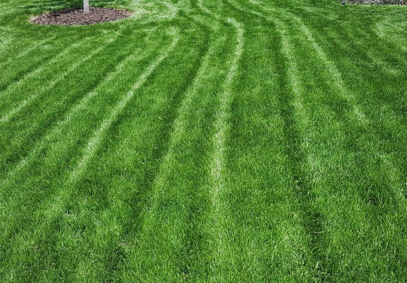 Best Grass Seed For Rhode Island: A Comprehensive Guide