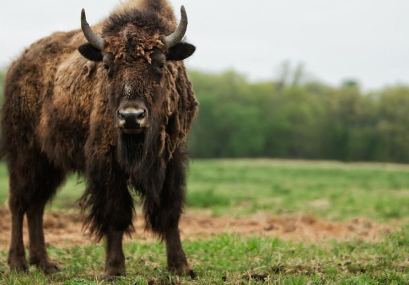 Bison Meat: Nutrition, Benefits, and How It Compares