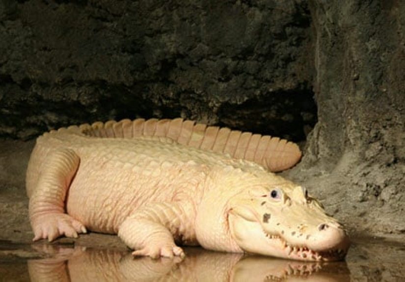 Bizarre Facts About Crocodilians