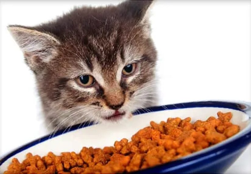 Cat Not Eating Causes and Treatments