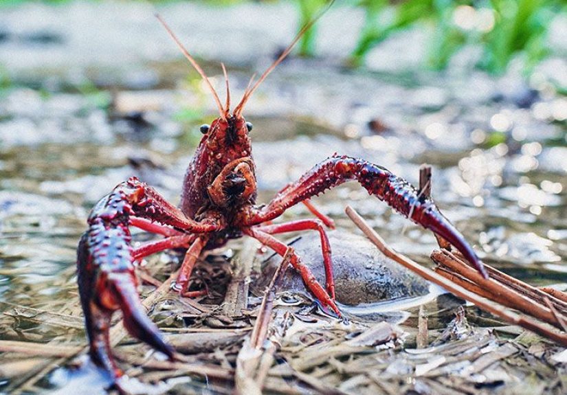 Cholesterol in Crayfish: Levels, Nutritional Info, and Healthy Options
