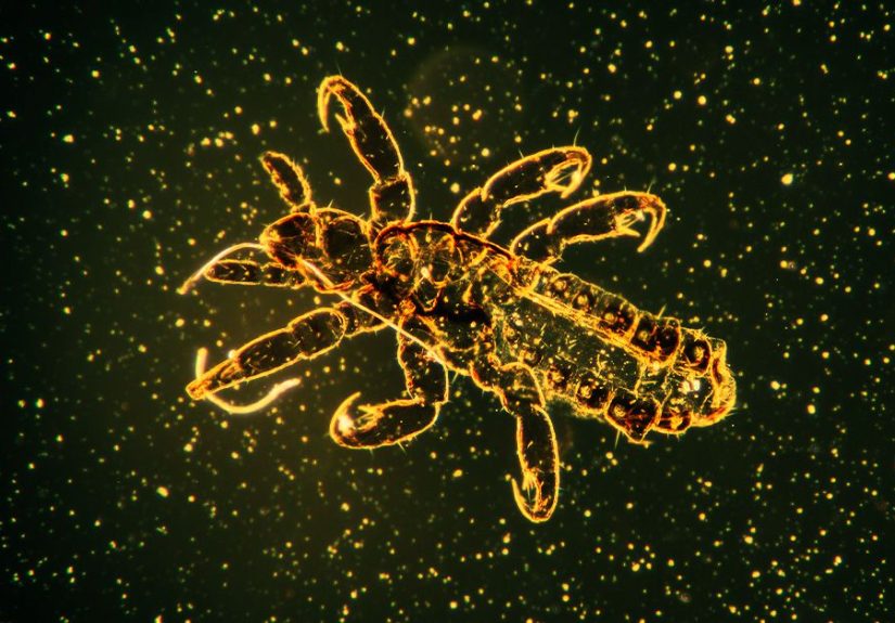 Flea Bites vs. Bedbug Bites: Which Is It?