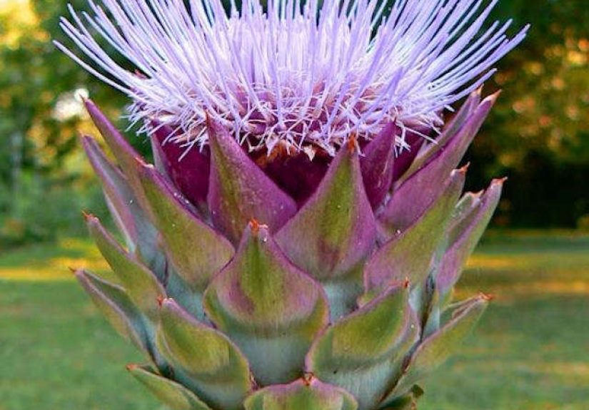 Green Globe Artichoke Seeds