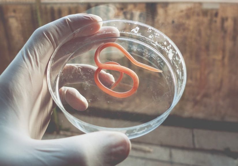 Helminthic Treatment for Crohn&rsquo;s Disease