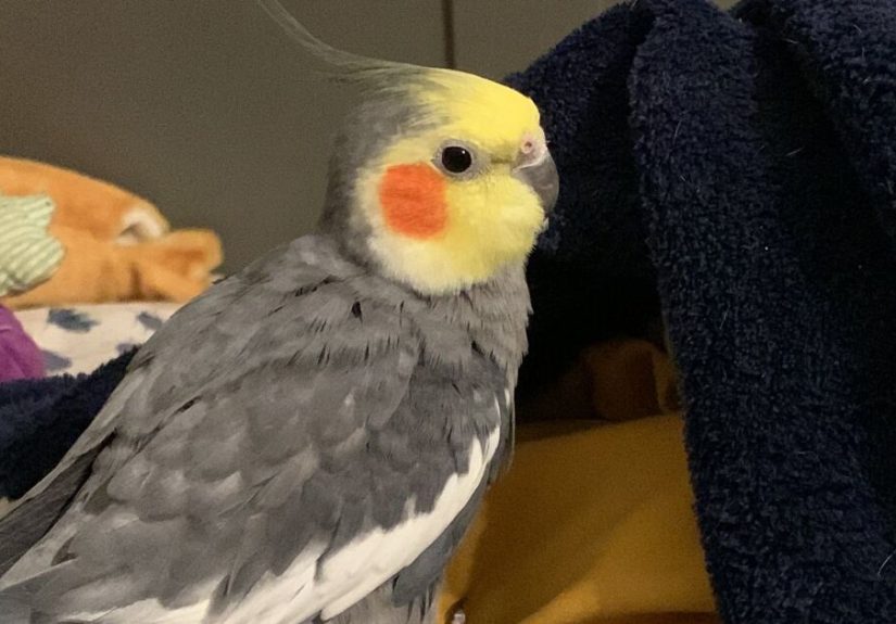 Hey Pandas, Show Off Your Pet Birds