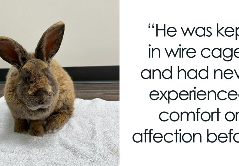 Hoppy Gilmore’s Journey From Frail Rabbit To Affectionate, Dog-Like Companion