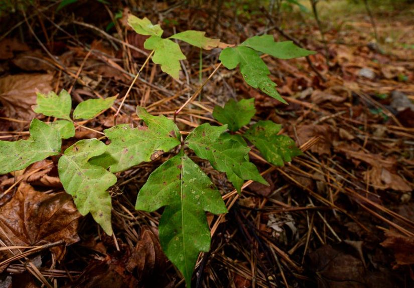 How Dish Soap Can Prevent Poison Ivy Rash Fast