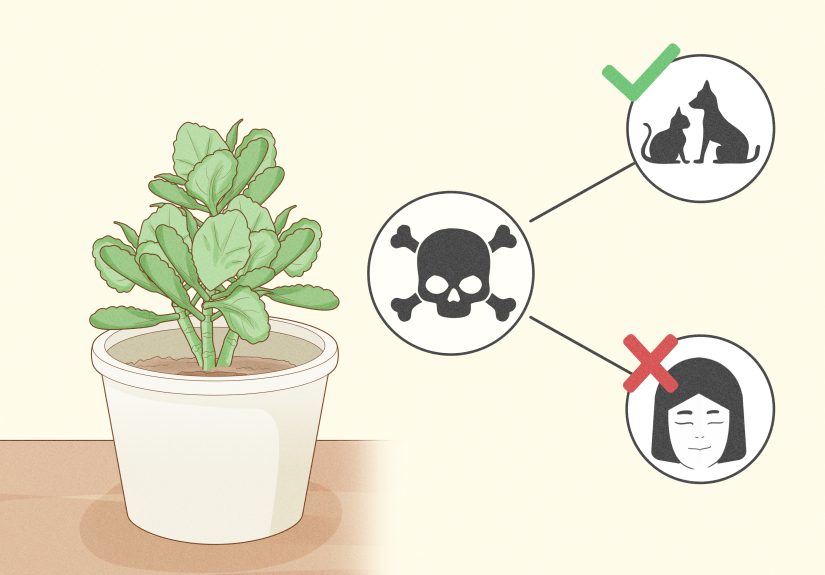 How to Care for Flaming Katy: An Beginner’s Guide