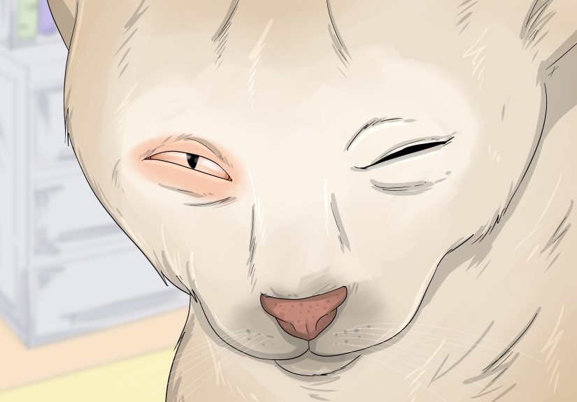 How to Clean Cat Eye Discharge (Plus Prevention Tips)