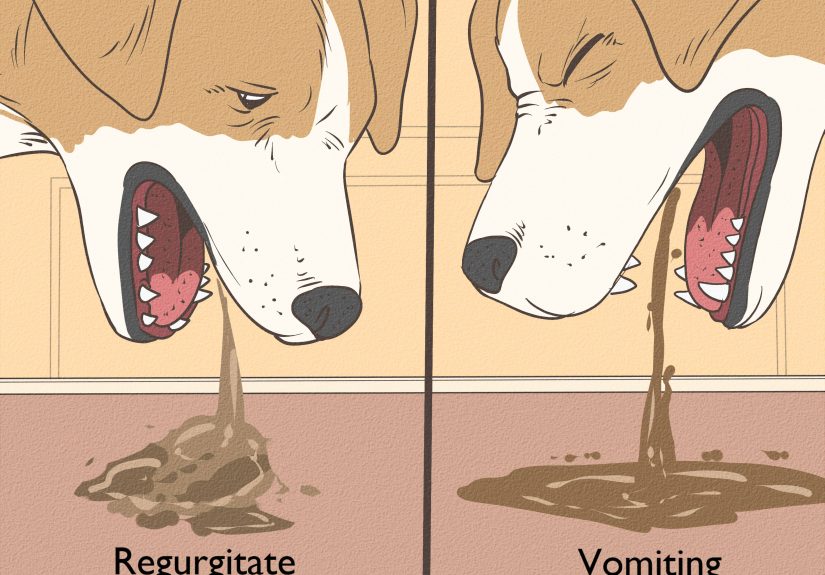 How to Feed & Care for a Dog After It Has Vomited