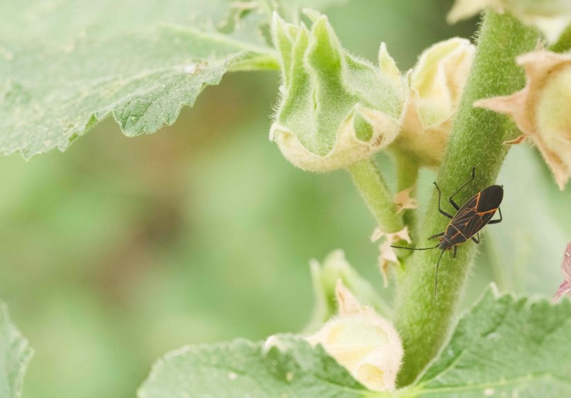 How to Get Rid of Boxelder Bugs in Your Yard Before They Cause Major Damage