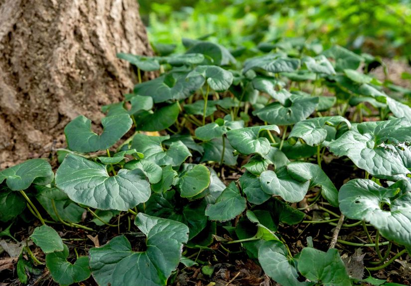 How to Grow and Care for a Wild Ginger Plant