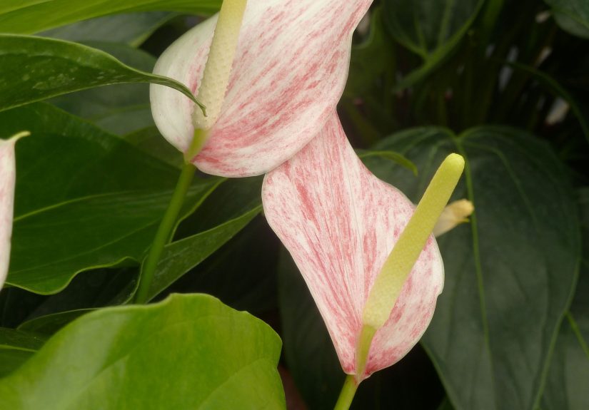 How to Grow and Care for Anthurium