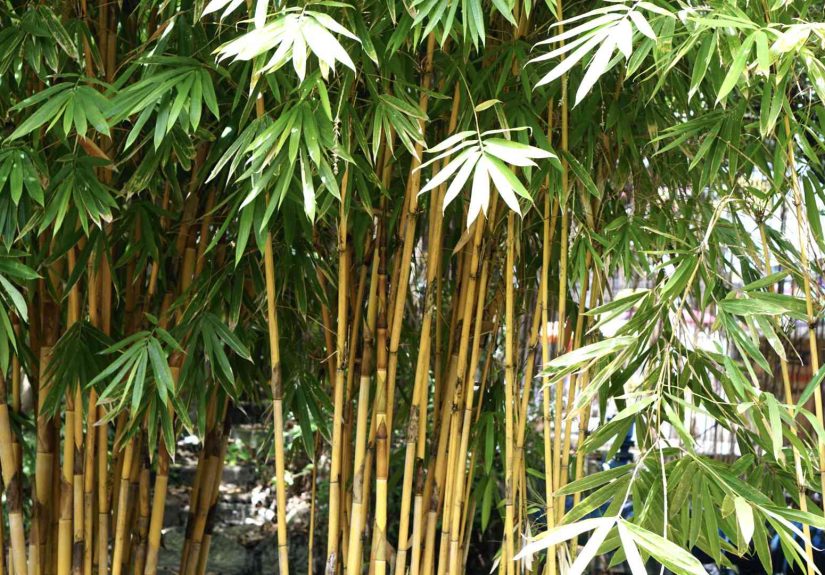 How to Grow and Care for Golden Bamboo