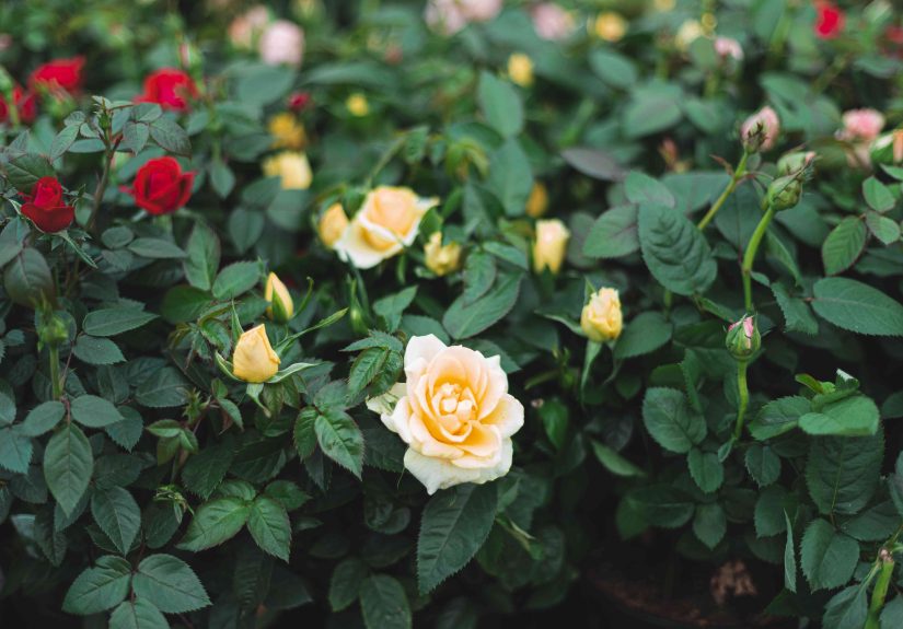 How to Grow and Care for Miniature Roses