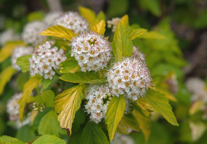 How to Grow and Care for Ninebark Shrub