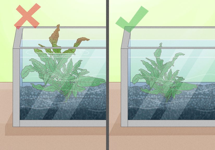 How to Grow Freshwater Aquarium Plants: 15 Steps