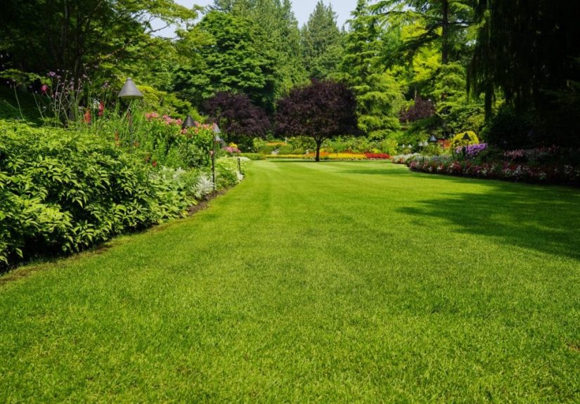How To Grow Grass Fast – This Old House