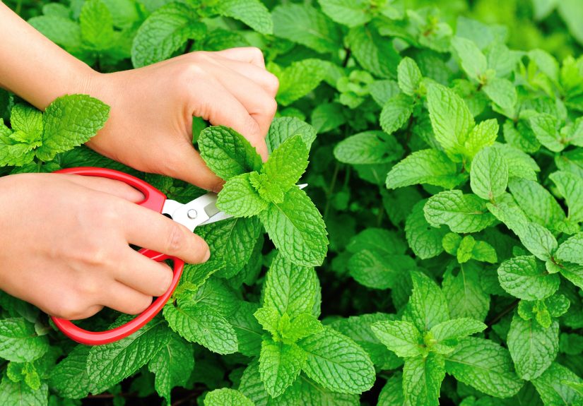 How to Harvest Mint, Dry Mint, and Store Mint