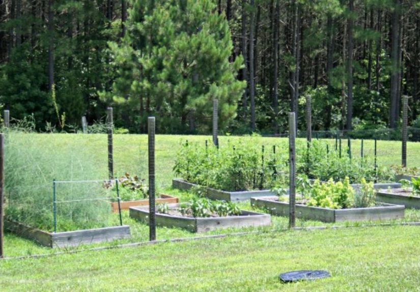 How to Plan a Raised Bed Vegetable Garden